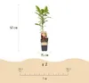 Green boutiQ - Obstpflanze - Actinidia Weiki & Hayward, Produktbild-Vorschau 3