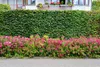 Stauden Gänge 10 x Spiraea japonica 'Anthony Waterer' - Produktbild-Vorschau 5