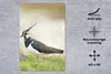 MuchoWow® Mauspad Mousepad Vogel - Gras - Tiere - Natur - Produktbild-Vorschau 2