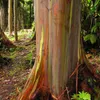 Eucalipto arcobaleno (Eucalyptus deglupta)  - 1 porzione di Anteprima dell’immagine prodotto 1