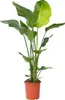 Strelicja - Strelitzia nicolai - Wysokość 90-110cm - ⌀21cm Podgląd zdjęcia produktu 1