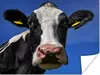 MuchoWow® Poster Kuh - Blau - Tiere 80x60 cm - Kunst für zu Produktbild-Vorschau 1