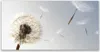 Acrylglasbilder 120x60 Wandbild Druck Pusteblume Pflanzen Produktbild-Vorschau 1
