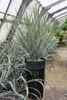 Nasiona Yucca Elata - zestaw 5 sztuk - Nasiona roślin Podgląd zdjęcia produktu 4