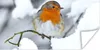 MuchoWow® Poster Rotkehlchen - Schnee - Winter 40x20 cm - Produktbild-Vorschau 1