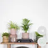 Bloomique - Mix 4 - Mieszanka przyjazna zwierzętom - Cypr Podgląd zdjęcia produktu 2
