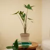 Bloomique - Alocasia Zebrina - Elephant Ear - Roślina Podgląd zdjęcia produktu 2