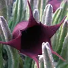 Fiore carogna (Stapelia leendertziae)  - 5 pezzi Anteprima dell’immagine prodotto 1