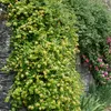 Bloomique - Lonicera Heckrottii Halliana - Chèvrefeuille du Voir les images du produit 4