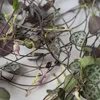 Leuchterblume - 2 Stk - Ceropegia linearis Woodii - Höhe Produktbild-Vorschau 4