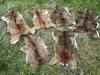 Muflon  Wildschaf Muffelwild Fell gegerbt Larp Deko ÖKO  Produktbild-Vorschau 2