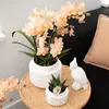 Kolibri Orchids – překvapivá krabička s rostlinami, výhodná Náhled obrázku produktu 6