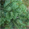 Plants by Frank | 6 Eiben Pflanzen | Taxus Baccata | Produktbild-Vorschau 3
