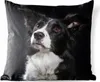 MuchoWow® Outdoor Kissen - Porträt eines Border Collie - Produktbild-Vorschau 1