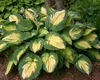 Stauden Gänge 1 x Hosta sieboldiana 'Great Expectations' im Produktbild-Vorschau 3