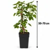 Weiße Johannisbeere Witte Hollander 50–70 cm – Ribes Produktbild-Vorschau 5