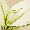 1x Aglaonema White Joy P12 H25 Produktbild-Vorschau 5