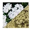 Herbs from Poland Blüten der Gemeinen Schafgarbe – Produktbild-Vorschau 2