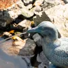 esotec Wasserspeier Ente Samuel, Einzelfigur mit Schlauch Produktbild-Vorschau 4
