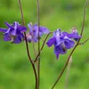 6 x Wild Akelei - Aquilegia vulgaris  | Topf 9cm x 9cm Produktbild-Vorschau 2