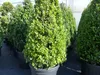 2 Stück Ilex crenata Caroline Upright Pyramide 130 - 150 cm Produktbild-Vorschau 8