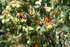 Ponthier APRIKOSEN PÜREE Marillen-Frucht-Mark-Püree 1KG Produktbild-Vorschau 5