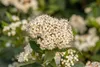 Viburnum 'Pragense', immergrün, 80–100 cm Produktbild-Vorschau 7