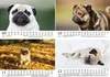 Mopszauber DIN A5 Kalender für 2027 Mops Hunde und Welpen - Produktbild-Vorschau 4