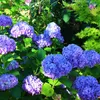 2 x  Hortensie  - Hydrangea 'Benelux'  | 30-40 cm in Produktbild-Vorschau 2