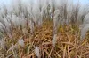 Stauden Gänge 1 x Miscanthus sinensis 'Malepartus' im 1 Produktbild-Vorschau 7