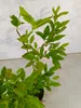 A potted blueberry plant with green leaves and brown stems. Náhľad obrázku produktu