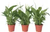 Friedenslilie - Einblatt - 3 Stk - Spathiphyllum Torelli - Produktbild-Vorschau 1