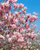 Magnolia soulangiana 'Heaven Scent', Magnolie, rosa Blüten, Produktbild-Vorschau 14