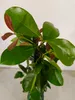 Psidium cattleianum var. luridum "Yellow" guava, výška Náhľad obrázku produktu 4