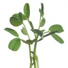 Semienka hrachu Buzzy Microgreens Marker - cca 15 gr | Náhľad obrázku produktu 5