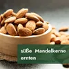Meine Orangerie - Zwergobst Stämmchen Mandel - Zwergmandel Produktbild-Vorschau 2
