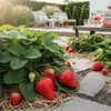 GreenboutiQ - Obstpflanzen - Erdbeere - Fragaria Maxim - Produktbild-Vorschau 5