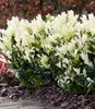 A hedge of variegated Euonymus plants with dark green and white leaves, mulched with bark chips. Produktbild-Vorschau