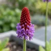 6x Primula vialii Staude rotviolett, winterhart, 20 cm Produktbild-Vorschau 4
