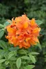 Rhododendron luteum 'Goldflamme', gelb-orange, 30–40 cm Produktbild-Vorschau 1