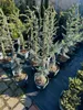 Cedrus libani Glauca Blaue Libanon-Zeder 100–120 cm Produktbild-Vorschau 2