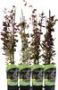 Berberys Thunberga  Atropurpurea 1L Podgląd zdjęcia produktu 9