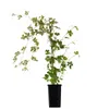 Vite canadese (Ampelopsis) Elegans 1L Anteprima dell’immagine prodotto 9