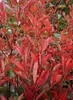 Stauden Gänge 10 x Photinia fraseri 'Red Robin' - Rote Produktbild-Vorschau 8