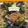 Artikelbild 5 von 'Winterkopfsalat Wintermarie' aus der Kategorie Kopfsalatsamen Produktbild-Vorschau