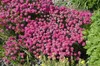 Grasnelke Düsseldorfer Stolz, im Topf - Armeria maritima, Produktbild-Vorschau 5