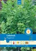 Artikelbild 1 von 'Liebstock Maggikraut' aus der Kategorie Liebstöckelsamen Produktbild-Vorschau