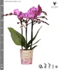 Kolibri Orchids Orchidée Phalaenopsis violette/rose, pot Voir les images du produit 14