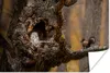 MuchoWow® Poster Nahaufnahme Eule und Eichhörnchen im Baum Produktbild-Vorschau 1