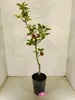 Malus domestica Ballerina 'Flamenco' Melo colonnare, albero Anteprima dell’immagine prodotto 2